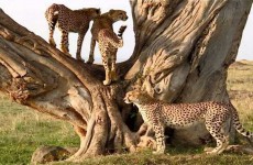 2 Days Tarangire & Ngorongoro Crater Safari