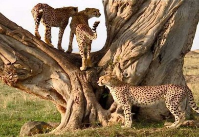 2 Days Tarangire & Ngorongoro Crater Safari
