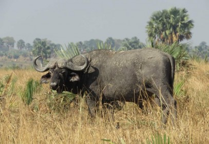 7-Day Exploration of Kidepo and Murchison Falls