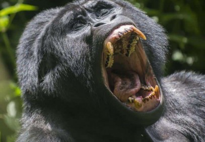 8-Day Search for Chimpanzees, Gorillas and Tree-Climbing Lions