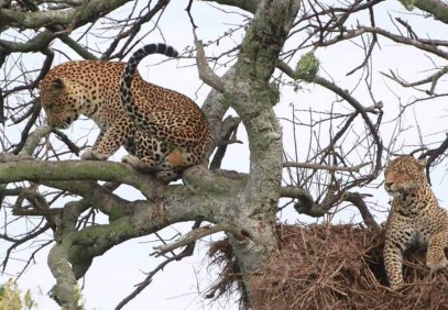 4-Day Tanzania Safari for Charity