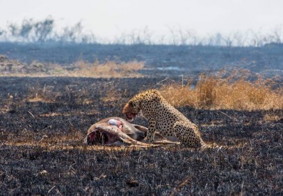 Ngorongoro Crater Full Day Tour