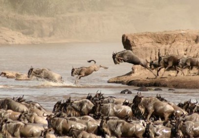 6 Days Masai Mara, Lake Nakuru, Amboseli Safari