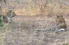 3-Day Safari in Queen Elizabeth National Park