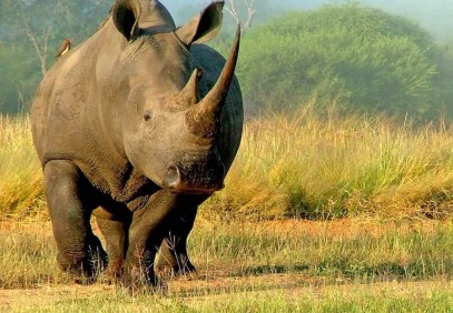 7-Day Magical Kenya Camping Safari