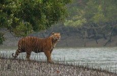 Sunderban Mangrove Wetland & Tiger Reserve