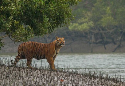Sunderban Mangrove Wetland & Tiger Reserve
