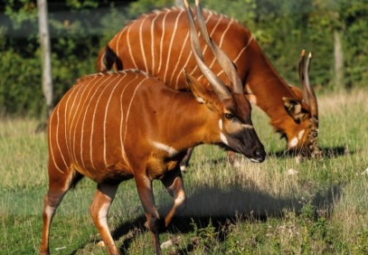 8 Days Kenya Classic Safari