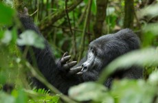 3 Days Gorilla Tracking Uganda