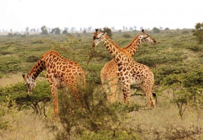12-Day Kenya & Tanzania Safari