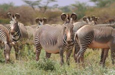 10 Days Kenya Paradise Safari