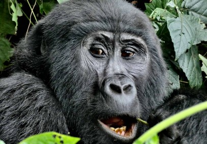 10-Day Gorilla & Chimpanzee Road Trip
