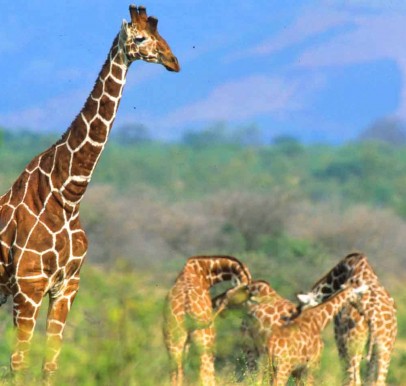 Meru National Park
