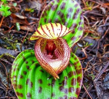 15-Day Orchid Tour in Western Sichuan