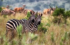 7 Days Akagera Safari and Lake Kivu