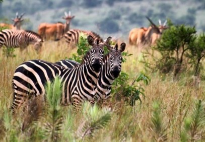 7 Days Akagera Safari and Lake Kivu