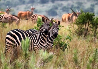 7 Days Akagera Safari and Lake Kivu
