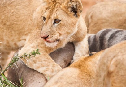 Big Five & Chimp Trekking Safari
