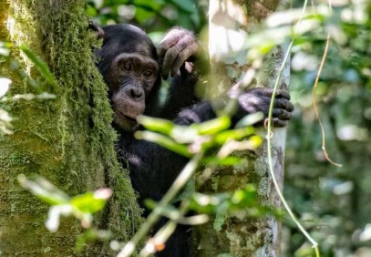 3-Day Canopy Walk & Chimpanzee Safari
