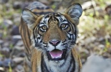 Wildlife and Cultural Wonders