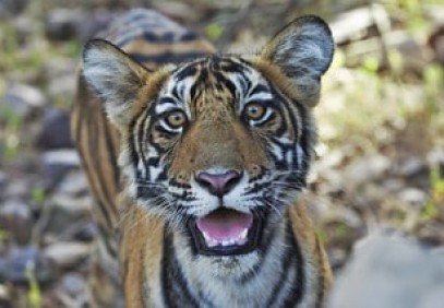 Wildlife and Cultural Wonders