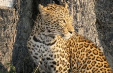 7-Day Brave Explorer – Khwai & Savuti