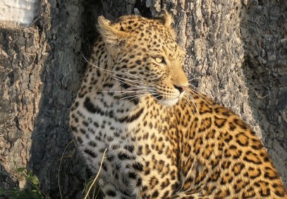 7-Day Brave Explorer – Khwai & Savuti
