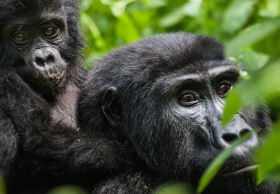 Gorilla & Wildlife Safari