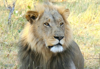 10-Day Luxury Tented Camp Safari