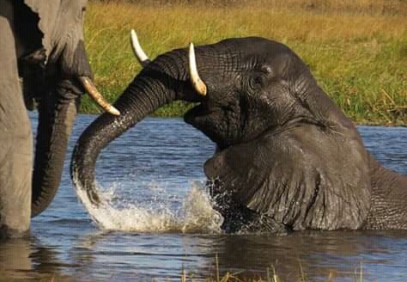 Chobe National Park Day Trip