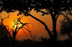 12-Day Victoria Falls to Okavango Delta Safari