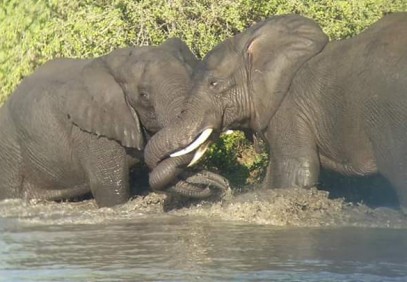 Nairobi National Park & Elephant Orphanage