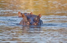 11-Day Botswana Nxai Pan to Chobe Safari