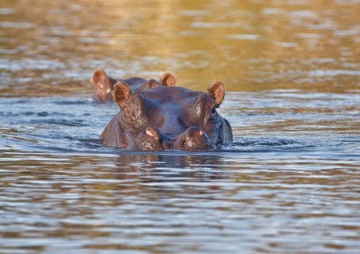 11-Day Botswana Nxai Pan to Chobe Safari