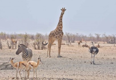 10-Day Botswana Desert Camping Safari