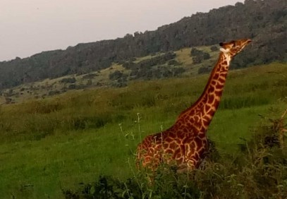 3 Days Budget Masai Mara Safari