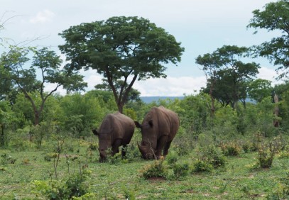 Rhino Game Drive