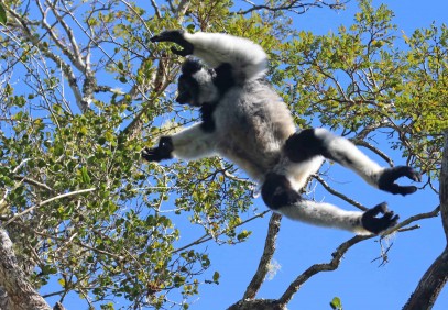 14-Day Madagascar Wildlife Tour