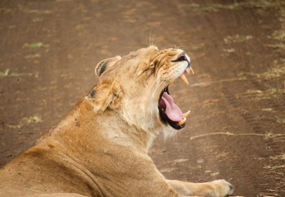 7-Day Best of Kenyan National Parks Safari