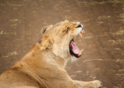 7-Day Best of Kenyan National Parks Safari