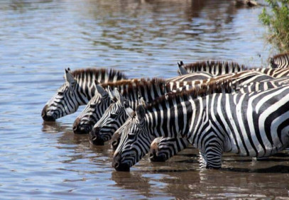 6 Days in Masai Mara, Lake Nakuru & Amboseli