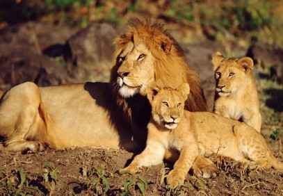 3 Days Masai Mara Safari
