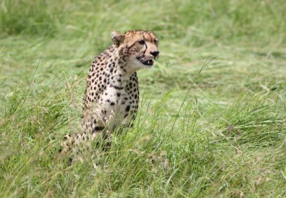 3-Day Masai Mara Safari Tour