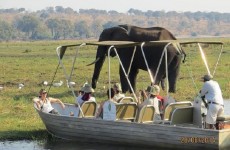 Vic Falls to Chobe National Park Day Trip