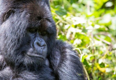 4 Days Gorilla and Chimpanzees Trek