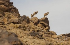 Safari to the Gobi Desert – Small Circuit