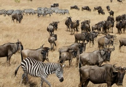 13 Days Adventurous Kenya-Tanzania Budget Camping Safari