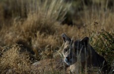 Pumas of Torres del Paine