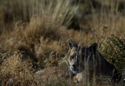 Pumas of Torres del Paine
