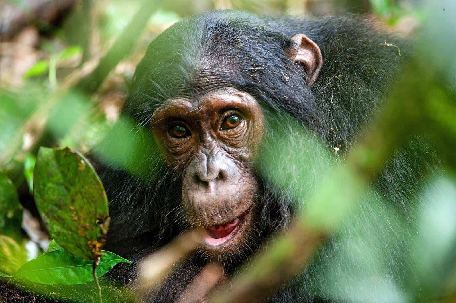 741636chimpanzeebwindiimpenetrablenationalparkugandaeastafricaafrica